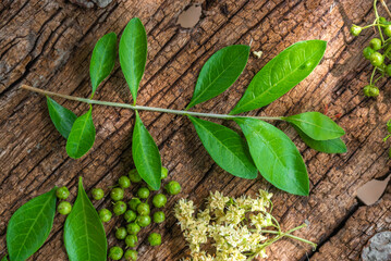 Henna or lawsonia inermis ,flower ,fruits and green leaves on an old wood background