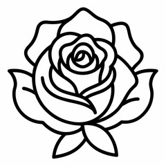 white rose vector illustration