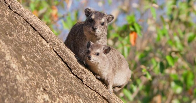 Wide of pair of rock hyraxes (Procavia capensis) sunbathing facing camera on a rocky outcrop in sunny morning in Kenya