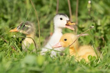 Beautiful little ducklings in a natural setting