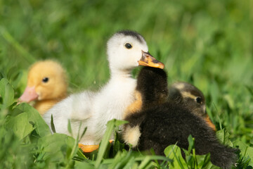 Beautiful little ducklings in a natural setting
