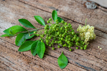 Henna or lawsonia inermis ,flower ,fruits and green leaves on an old wood background