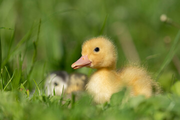 Beautiful little ducklings in a natural setting