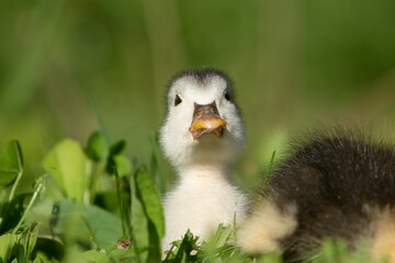 Beautiful little ducklings in a natural setting