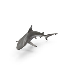 Realistic Shark Model Isolated on Transparent Background