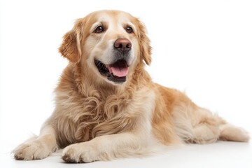 Golden retriever dog lying down indoors
