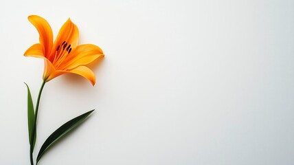 Fototapeta premium Vibrant orange lily bloom with lush green leaves set against a plain white background for a tropical touch