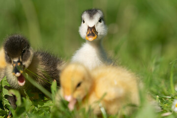 Beautiful little ducklings in a natural setting