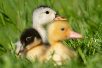 Beautiful little ducklings in a natural setting
