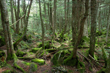 深い森の中、苔の森、白駒の池