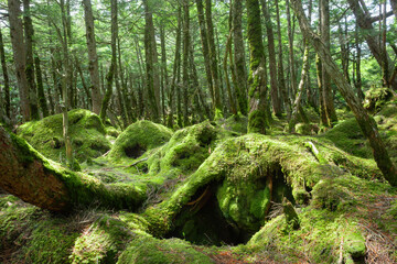 苔の森、白駒の池、もののけの森