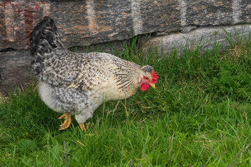 Free range hen
