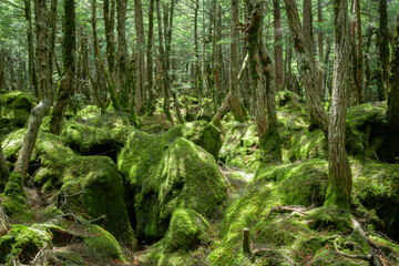 苔の森、白駒の池、もののけの森