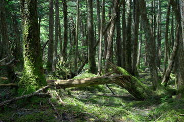 苔の森、白駒の池、もののけの森