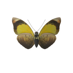 Yellow and Brown Butterfly with Open Wings Isolated on Transparent Background