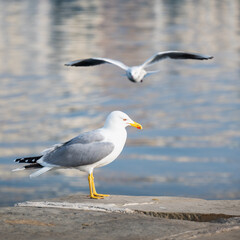 Seagulls on the port