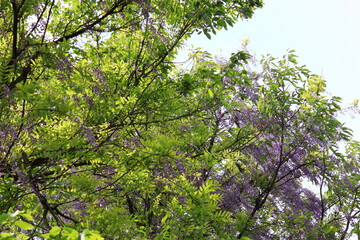 Fototapeta premium 大木に絡まる藤の花