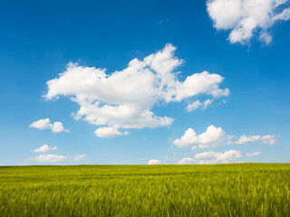Green and yellow wheat field in spring season under blue sky