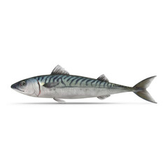 Mackerel Fish Side View Isolated on Transparent Background