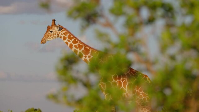 Wide gimbal tracking of male Reticulated giraffe (Giraffa c. reticulata) walking in savannah with bird fly by in morning in Kenya