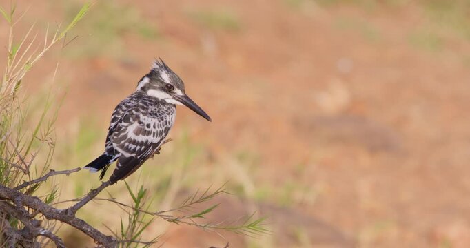 Wide of Pied Kingfisher (Ceryle rudis) perching on the edge of a dry branch at midday in Kenya