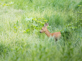 European roe deer (Capreolus capreolus), female, animal, meadow, grass, hiding place