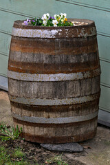 A wooden barrel used as a flower bed.