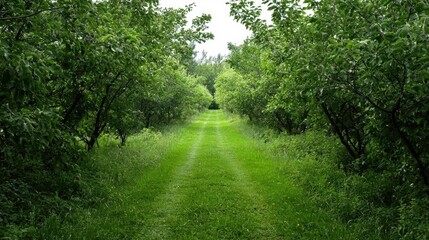 Fototapeta premium Dirt path winding through a dense forest. the path is surrounded by tall trees on both sides, with green leaves covering the entire length of the path.