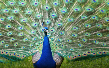 Peacock with fanned tail