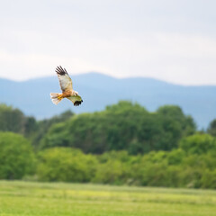 Hunting Marsh Harrier (Circus aeruginosus)