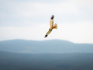 marsh harrier in flight