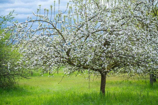 Apfelbaumbl&uuml;te auf einer Streuobstwiese