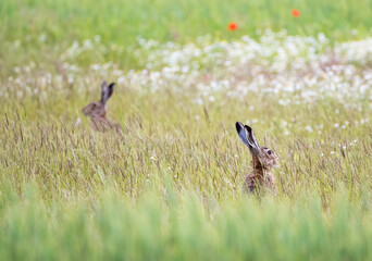 two brown hares in a meadow in spring
