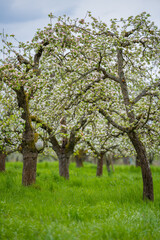 Apfelbaumblüte auf einer Streuobstwiese