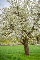 Apfelbaumblüte auf einer Streuobstwiese