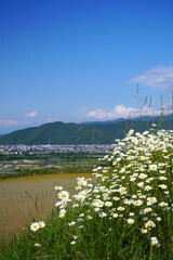 姨捨の棚田　田植えシーズン