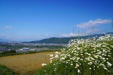 姨捨の棚田　田植えシーズン