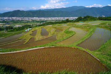 姨捨の棚田　田植えシーズン