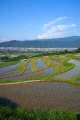姨捨の棚田　田植えシーズン
