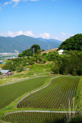 姨捨の棚田　田植えシーズン
