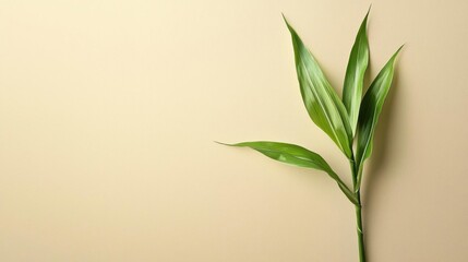 Fototapeta premium Close-up of a single green plant with long, slender leaves. the leaves are arranged in a fan-like pattern and have a glossy texture. the plant is standing upright on a plain beige background.