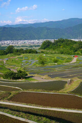 姨捨の棚田　田植えシーズン