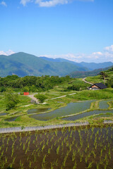 姨捨の棚田　田植えシーズン