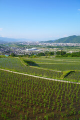 姨捨の棚田　田植えシーズン