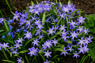 The first spring flowers of Chionodox with blue flowers.