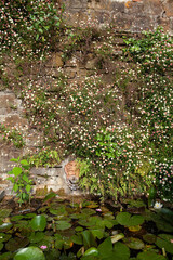 Ancient fountain in the Rose Garden, Florence, Italy, adorned with creeping Erigeron karvinskianus, ferns, and water lilies.