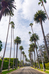 Iconic Beverly Hills street lined with towering palm trees under a bright sky