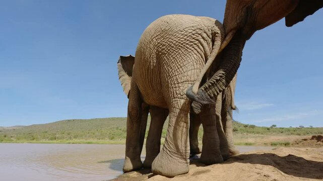 Low wide angle of African Bush Elephants (Loxodonta africana) jostling at the edge of a watering hole under hot midday sun in kenya 