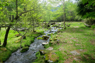 新緑に包まれた情景
