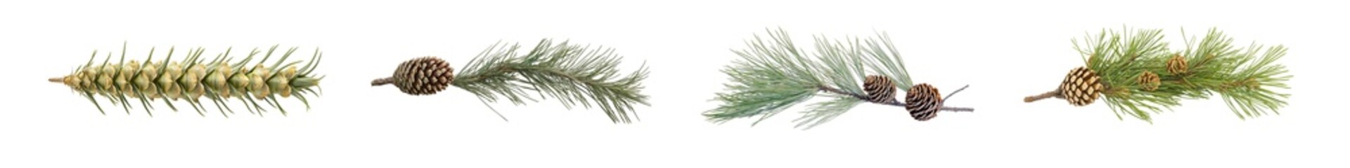 Fototapeta premium set of Close-up view of various plant sprigs isolated on transparent background